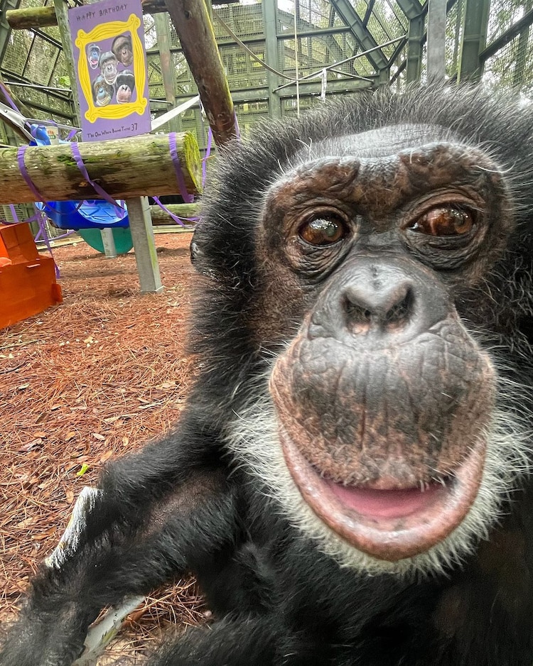 Bubbles, el chimpancé de Michael Jackson