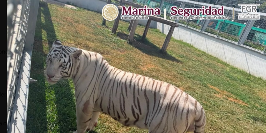Ejemplar felino decomisado por las autoridades.