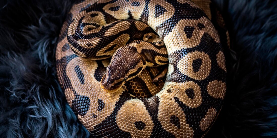 Imagen de una serpiente enrollada