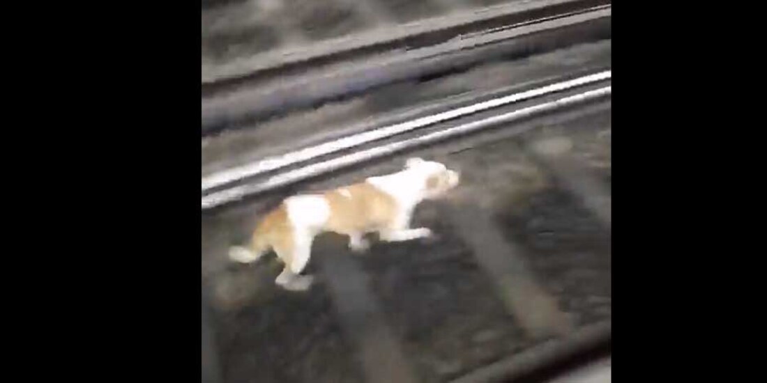 Rescatan a 'lomito' que corría por las vías de la estación Obrera, en el Metro CDMX