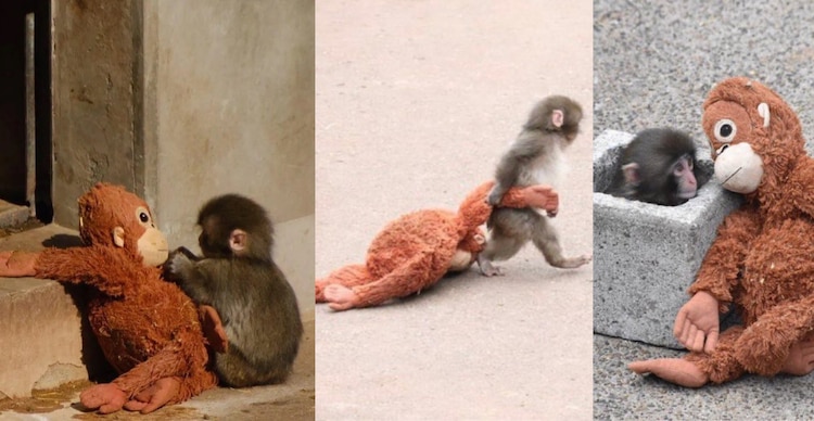 Mono japonés Punch con su peluche