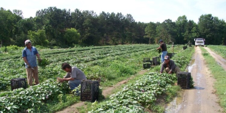 Un grupo de trabajadores migrantes, en Carolina del Norte, Estados Unidos.