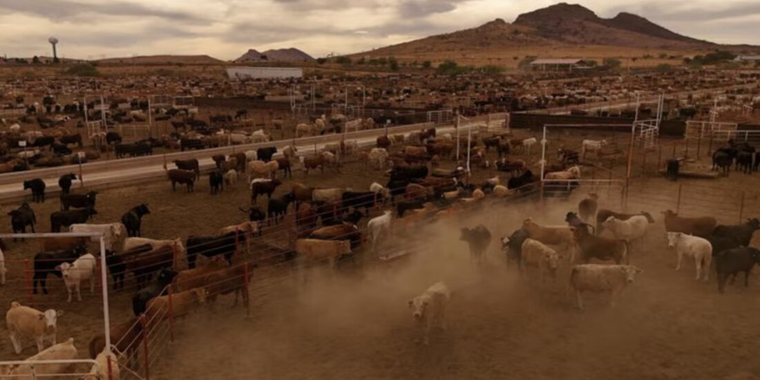 “Primeras cabezas de ganado ya cruzaron”