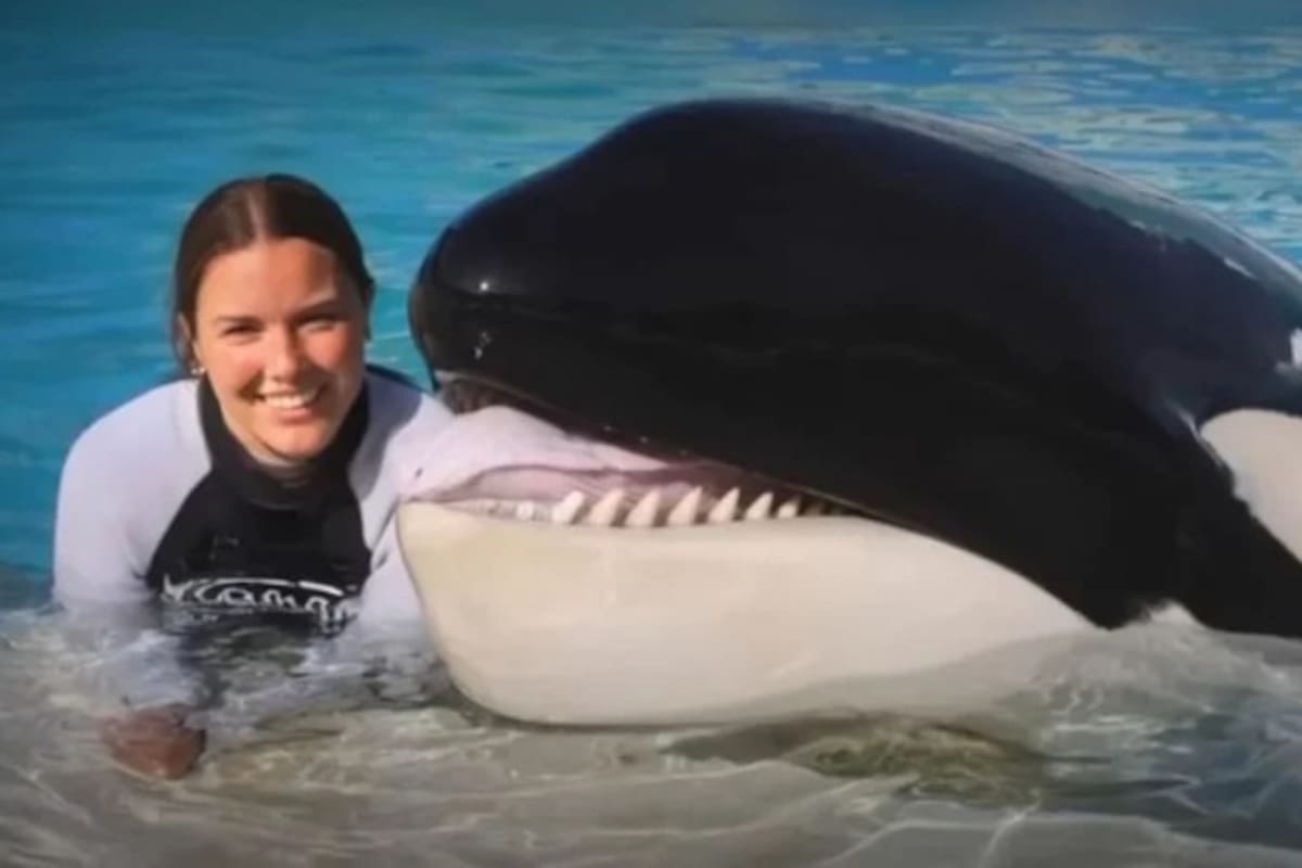 Jessica Radcliffe y la verdad detrás del supuesto ataque de una orca; circula que perdió la vida - La Razón de México