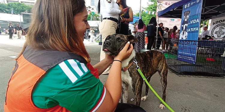 Le buscan hogar a lomitos y a michis
