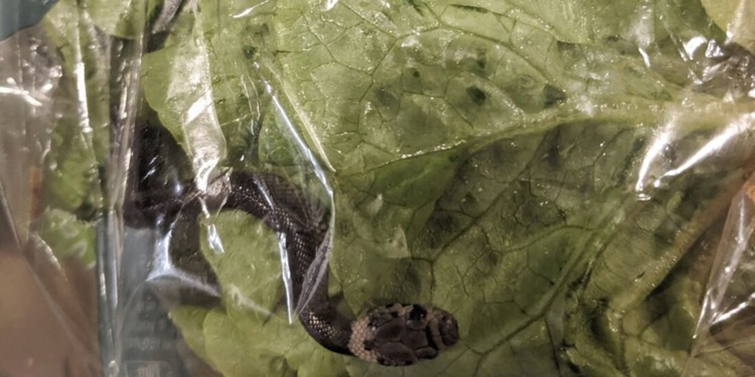 Un hombre de Sydney encontró una serpiente venenosa en la lechuga que había comprado en un supermercado