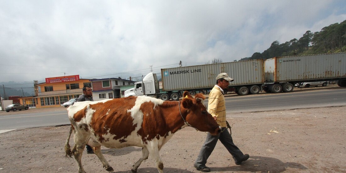 Valoran plan para abasto de leche.