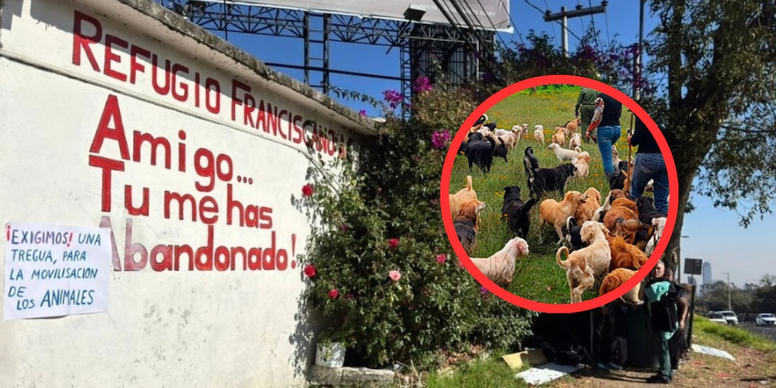 Protección animal prioritaria en Refugio Franciscano