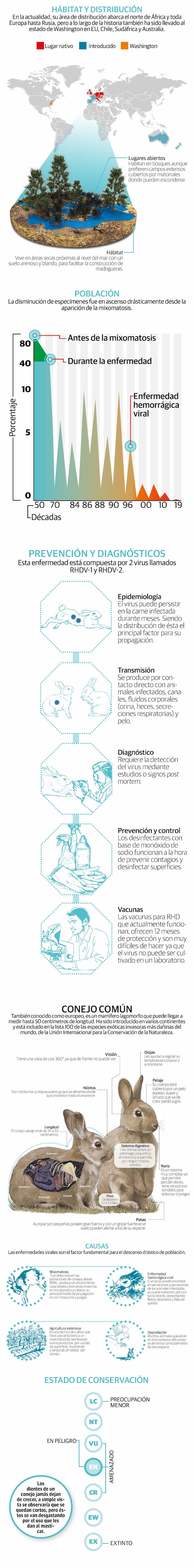 Un virus mortal y altamente contagioso amenaza a conejos en Norteamérica