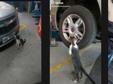 Mecánico adopta a gatito que le "ayuda" a reparar coches.