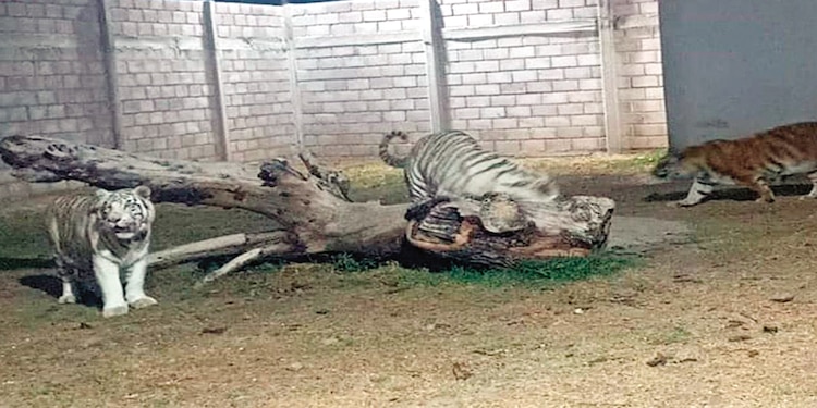 Tigres rescatados en Otumba, Estado de México, ayer