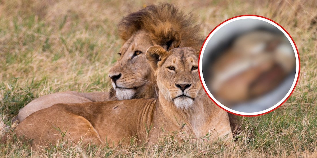 ¿Quién es el hombre que entró a jaula de leones en Edomex?