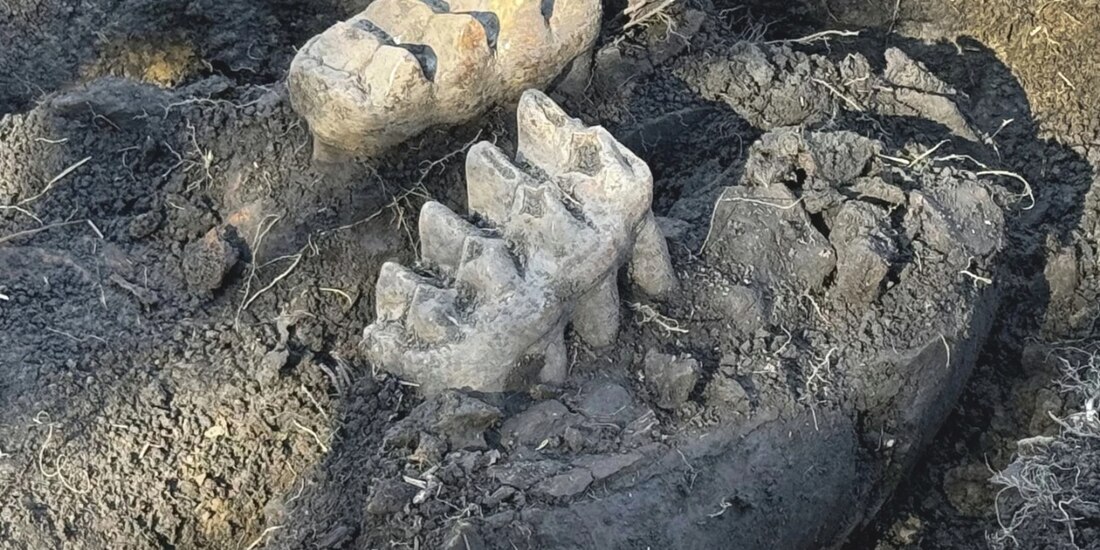 Descubren un fósil de mastodonte Nueva York