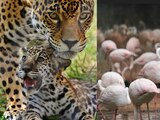 Dos jaguares mataron a 172 flamencos en un parque de Brasil