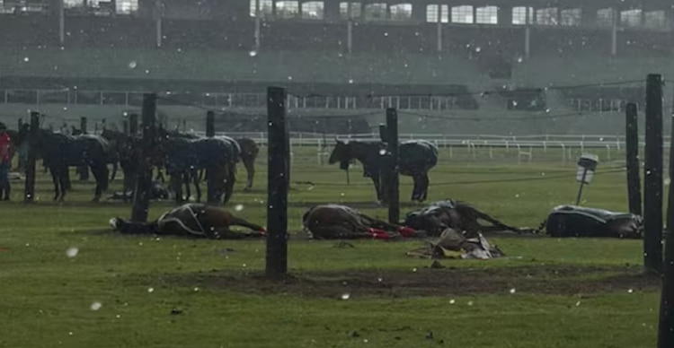 Yeguas de Polo pierden la vida por rayo