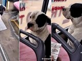 Perrito se niega a pagar pasaje del transporte público en Perú, pese a exigencias del conductor.