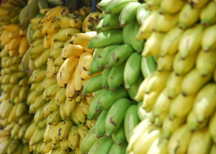 Productores denuncian diversos factores que afectan el cultivo de plátano.