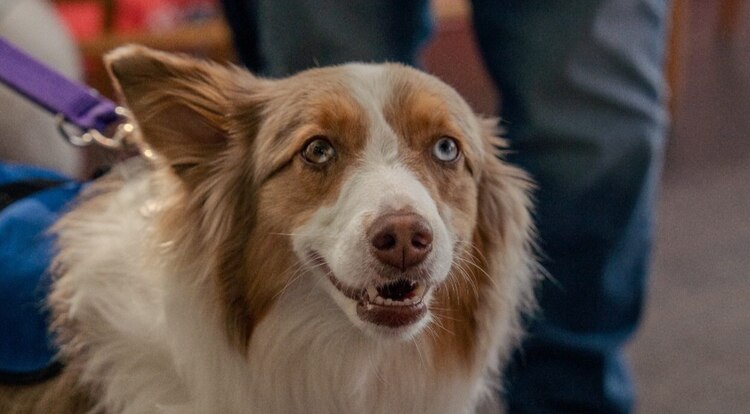 En la imagen Moira, quien trabaja como perro de intervención