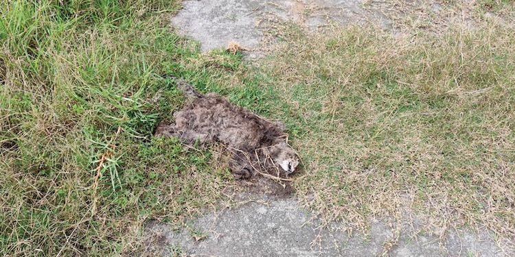 Restos de un gato sobre el pasto del lugar