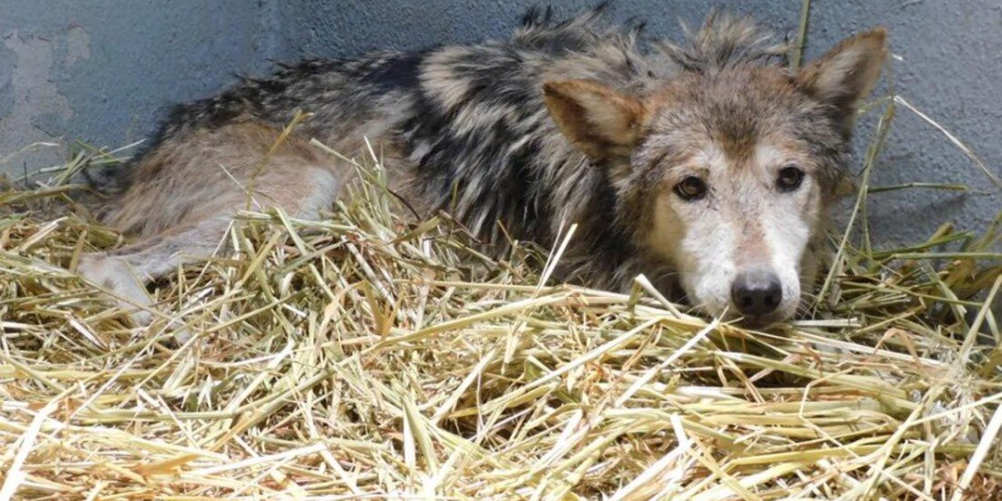 Autoridades aclararon el estado de salud del ejemplar.
