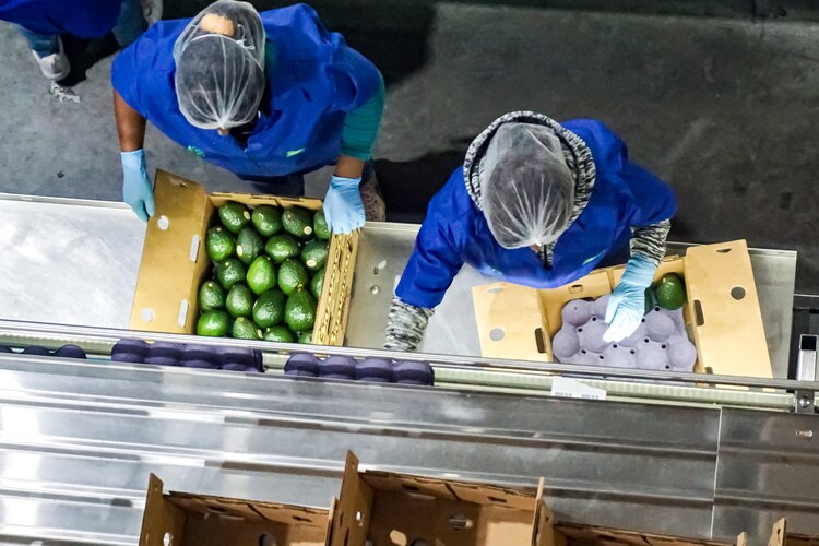 México apega a sus aguacates a un estricto control de calidad