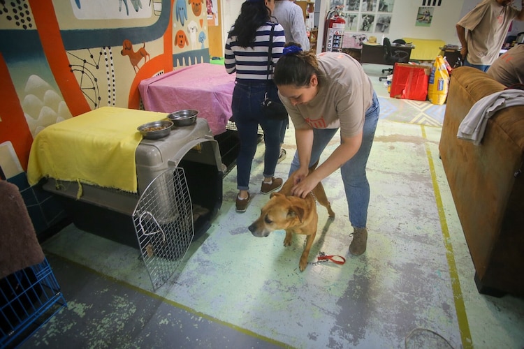 Una joven acaricia a uno de los perros antes de darle comida y agua.