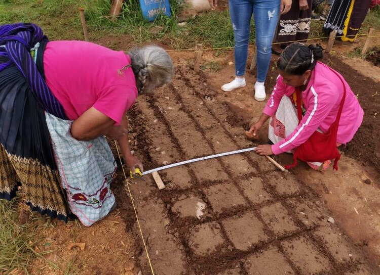 Beneficiarias de Agricultura Sustentable aplican nuevas técnicas para producir alimentos sanos.