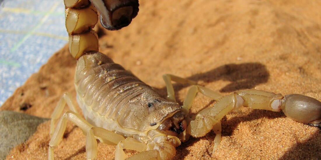 Se recomendó que en caso de un ataque de escorpiones, las víctimas hagan un torniquete cerca de las picaduras.