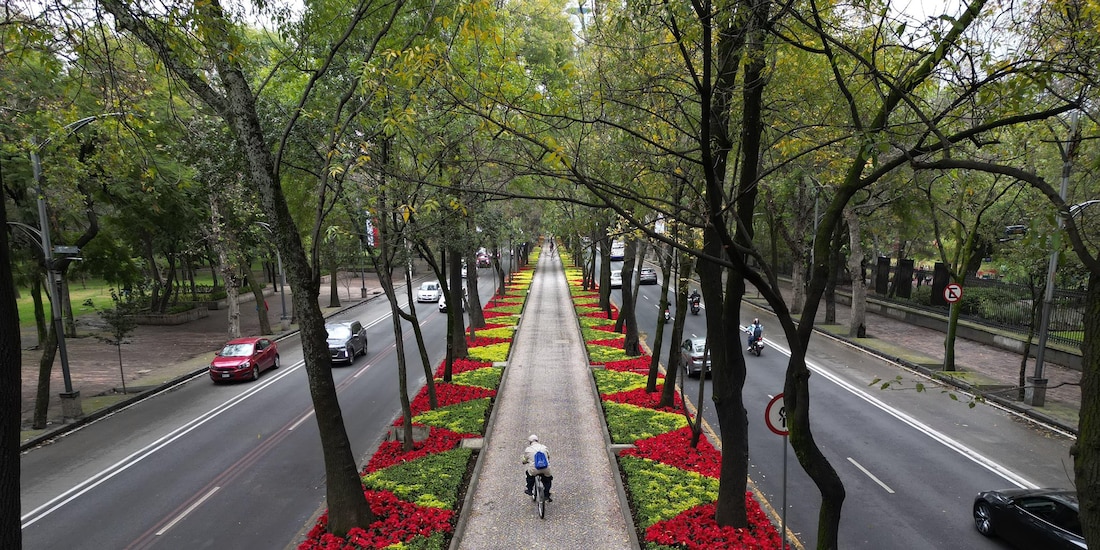 Arranca temporada de nochebuenas en Paseo de la Reforma.