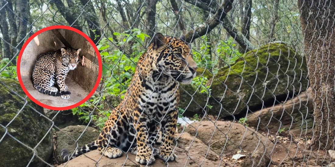 Rescatan jaguar en Jilotepec durante cateo federal