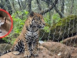 Rescatan jaguar en Jilotepec durante cateo federal
