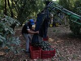 Un trabajador recolecta aguacates durante la cosecha en Tancítaro, el 12 de mayo del 2023.
