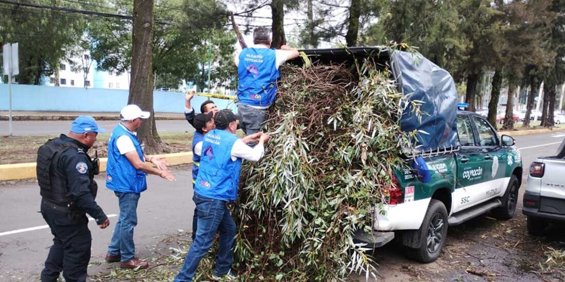 Alcaldía Coyoacán atiende emergencia por lluvias y ráfagas de viento atípicas