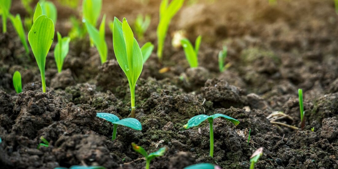La Secretaría de Economía indicó que la determinación tiene como objetivo dar continuidad a la política de aumentar la producción de granos, reducir la inflación y evitar la caída en el consumo de los hogares mexicanos.