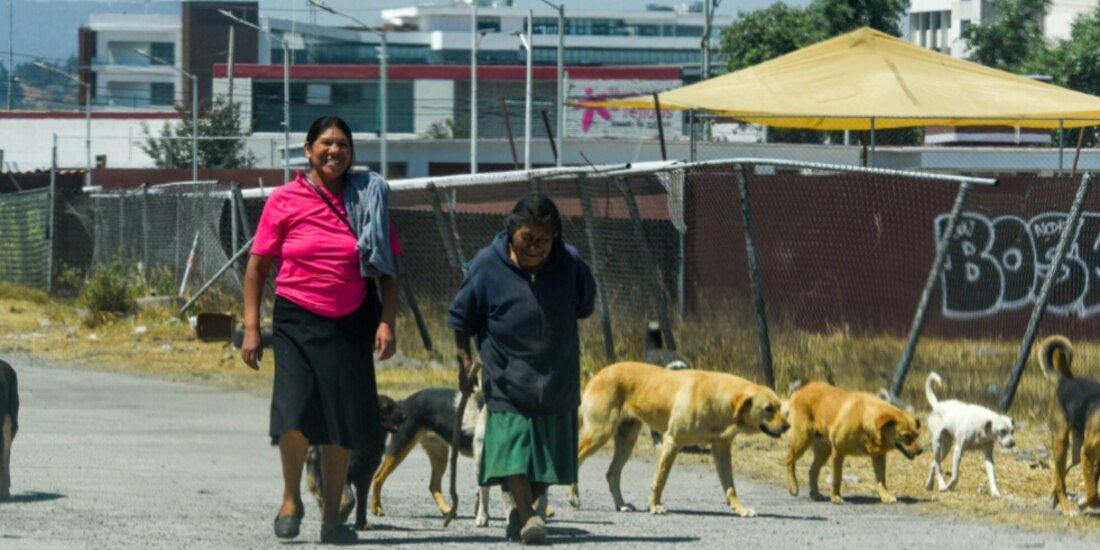 Dos mujeres caminan junto a sus perros en Toluca, Edomex, el pasado 27 de mayo.