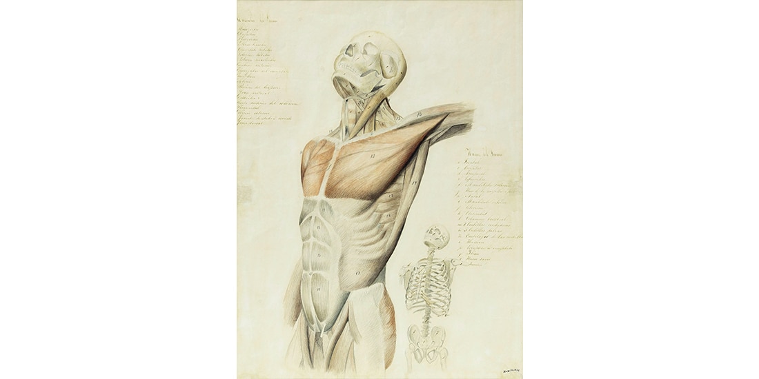 Estudio anatómico, ca. 1859, lápiz y acuarela sobre papel.