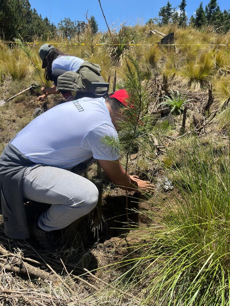Nissan en alianza con la asociación civil Reforestamos México, sembraron 2.5 hectáreas de árboles en el Estado de México..