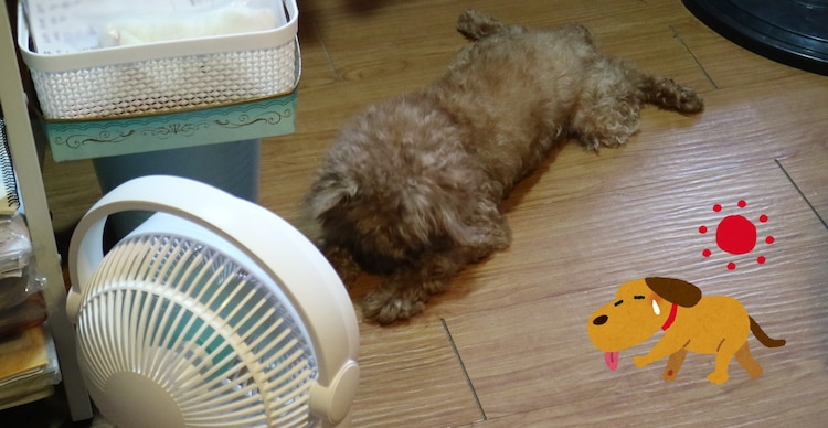 Onda de calor