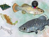 Reintroducen al pez tequila, especie mexicana extinta en los años 90