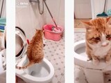 Gatito aprende a ir al baño y no ensuciar la casa de su dueña.