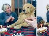 Perrito se emociona cuando celebran su cumpleaños y se hace viral (VIDEO).