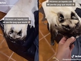 Luego de que su perro murió, un joven lo mandó convertir en un tapete