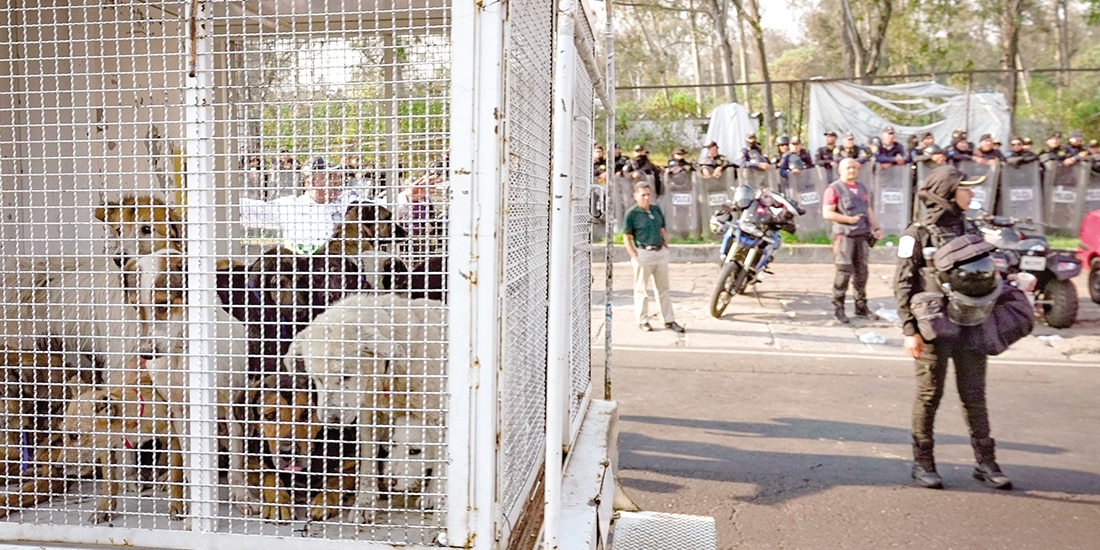 Autoridades capitalinas rescatan a los perros y gatos del Refugio Franciscano, el 7 de enero.