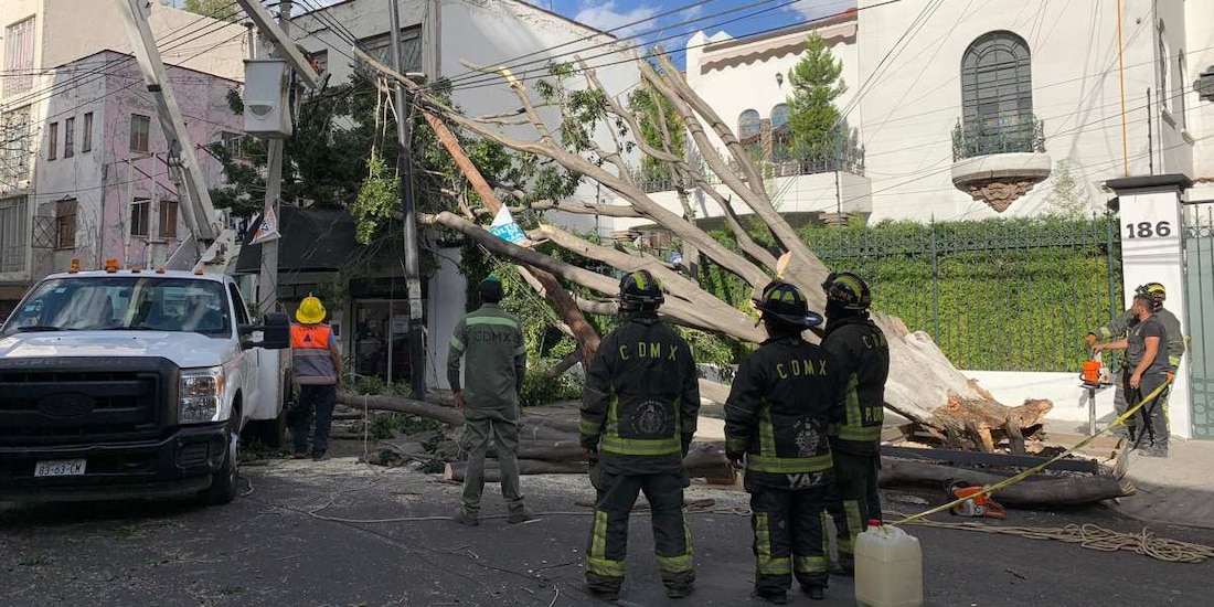Los fuertes vientos causaron la caída de árboles y anuncios espectaculares.