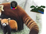 Nace cría de panda rojo en Reino Unido, un soplo de aire para la especie en peligro