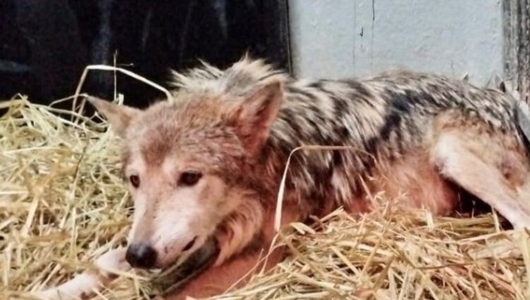"Seje" es el ejemplar que preocupa a visitantes de Chapultepec.
