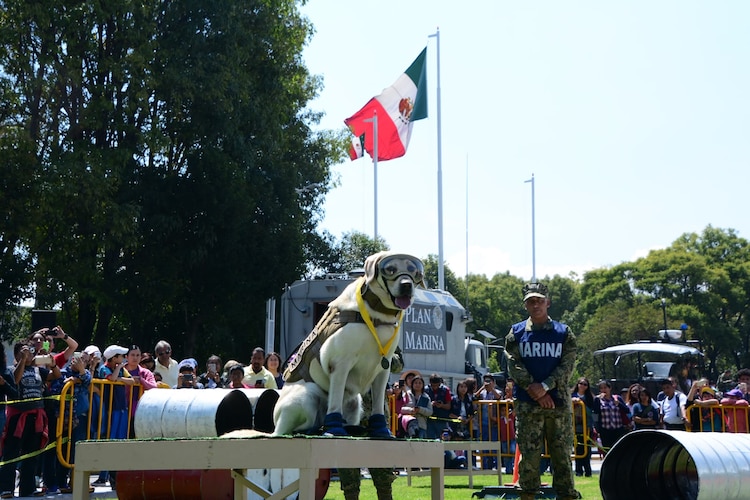 Frida se convirtió en símbolo de las labores de rescate de la Marina.