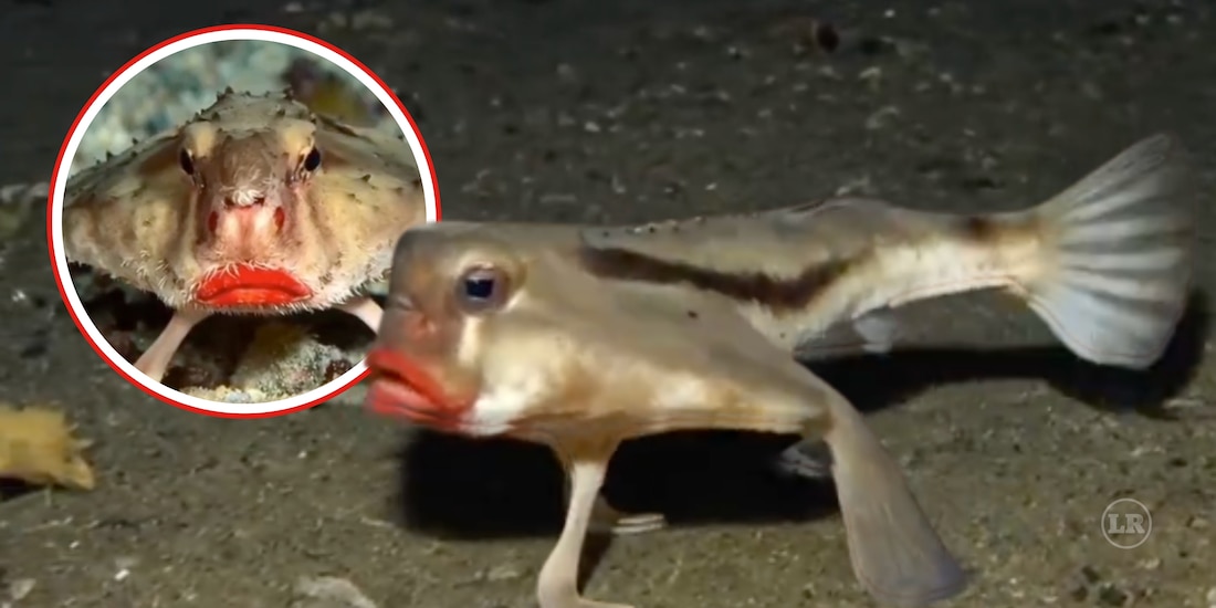 ¿Existe el pez murciélago de labios rojos?