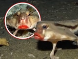 ¿Existe el pez murciélago de labios rojos?