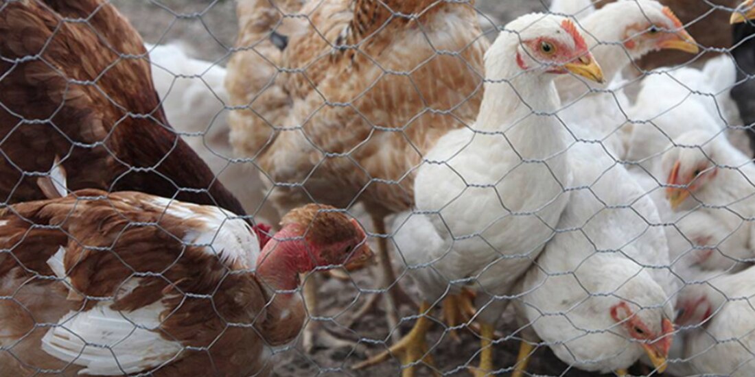 Detectan brotes de gripe aviar en 6 entidades